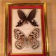 Pair of naturalized butterfly frames