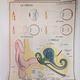 Rossignol alcoholism school poster