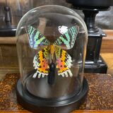 Butterfly urania ripheus under glass