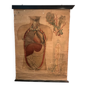 Old board “human anatomy” by e. hoelemann