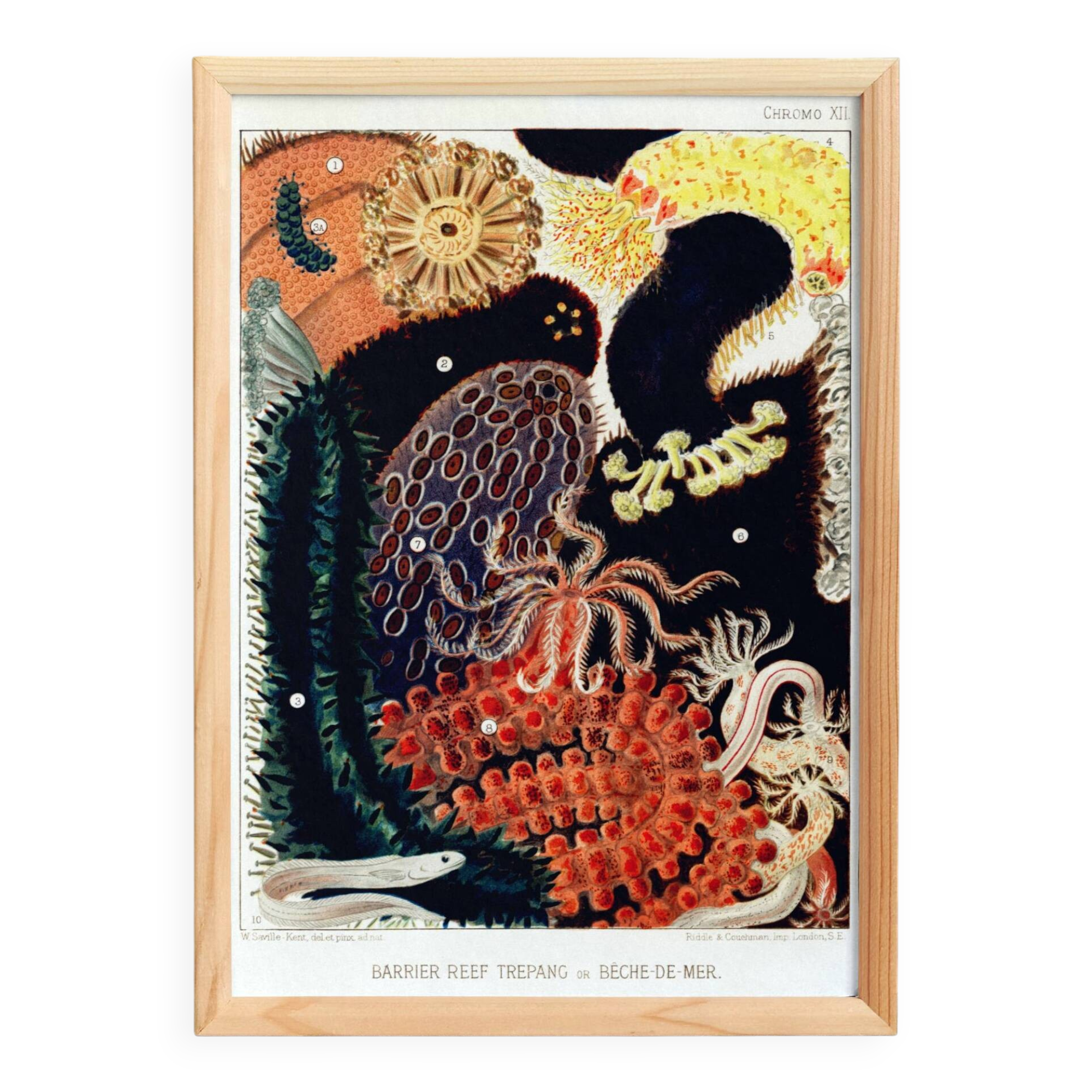 Affiche sur la Bêche-de-mer, d’après une lithographie ancienne de 1893.