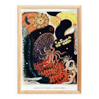 Affiche sur la Bêche-de-mer, d’après une lithographie ancienne de 1893.