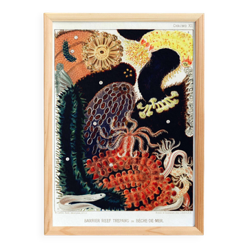 Poster about the Bêche-de-mer, based on an old lithograph from 1893.