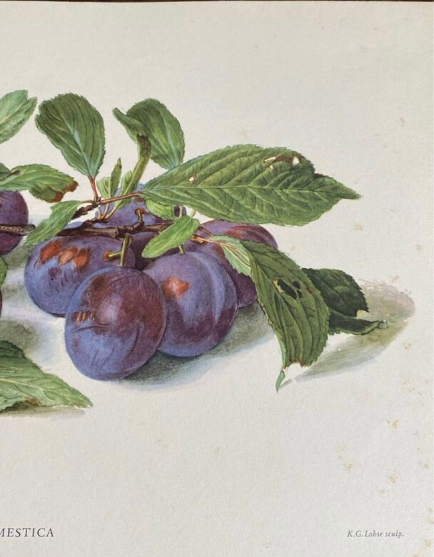 Botanical poster, Prunus Domestica, framed in glass wood.