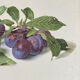 Botanical poster, Prunus Domestica, framed in glass wood.