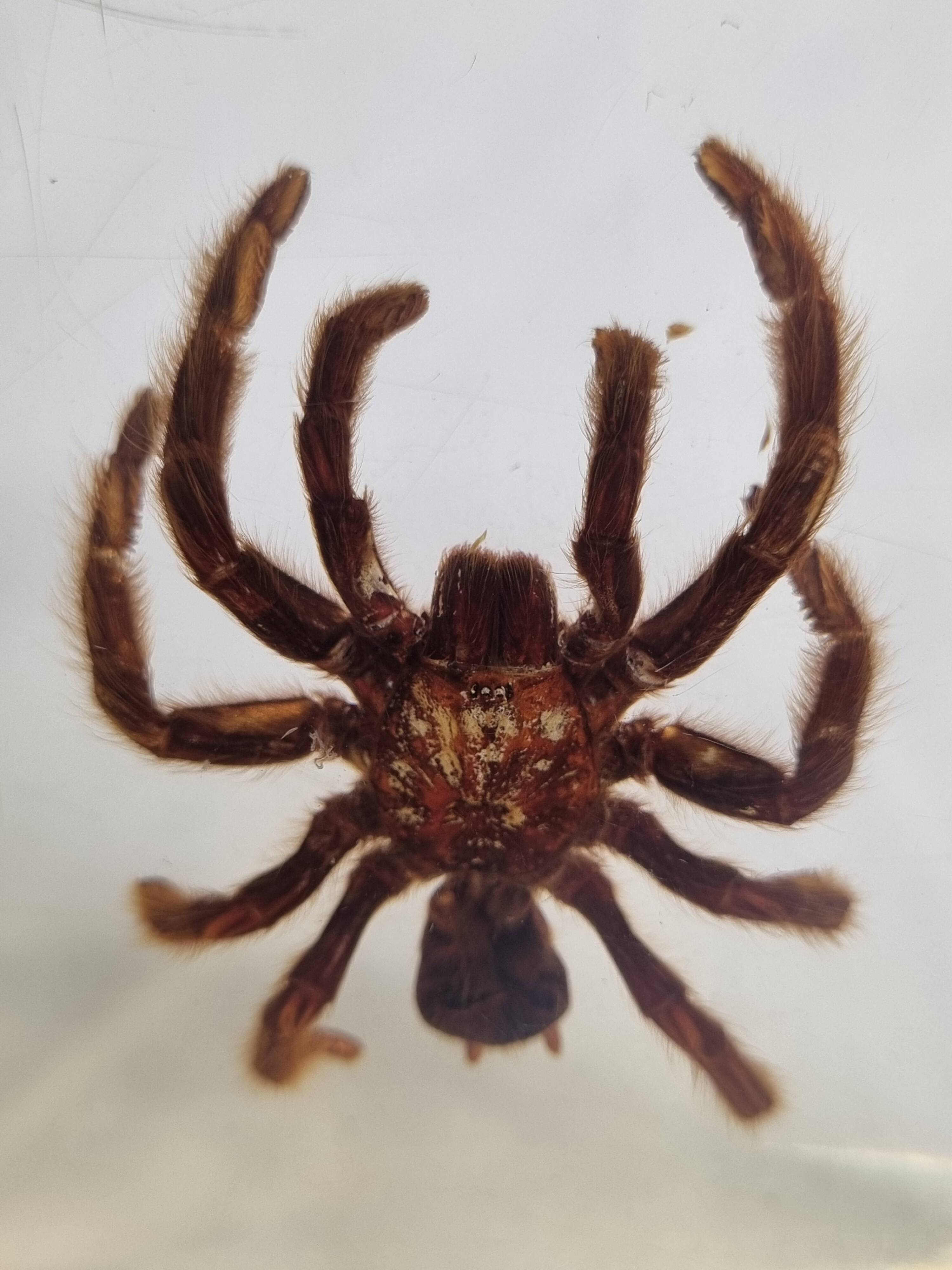 Inclusion of vintage naturalist, tarantula in taxidermy