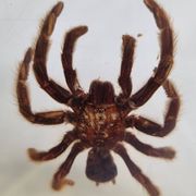 Inclusion of vintage naturalist, tarantula in taxidermy