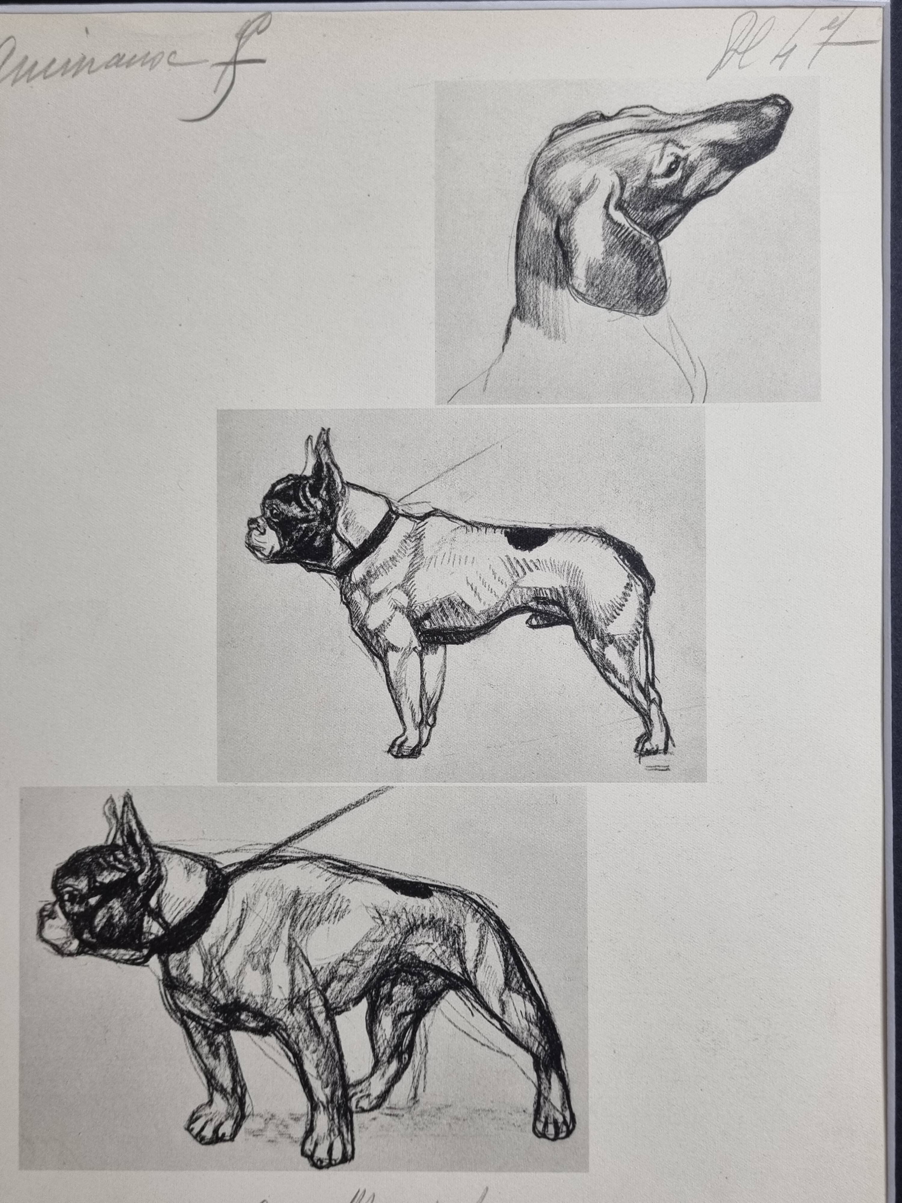 Illustrated plate, Studies of dogs, signed André Margat, 1930, 30 x 40 cm