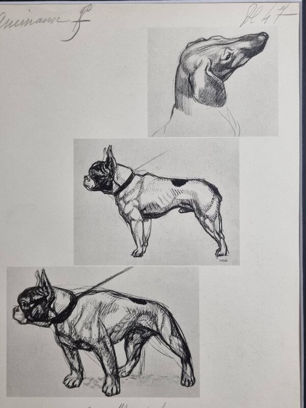 Planche illustrée, Études de chiens, signée André Margat, 1930