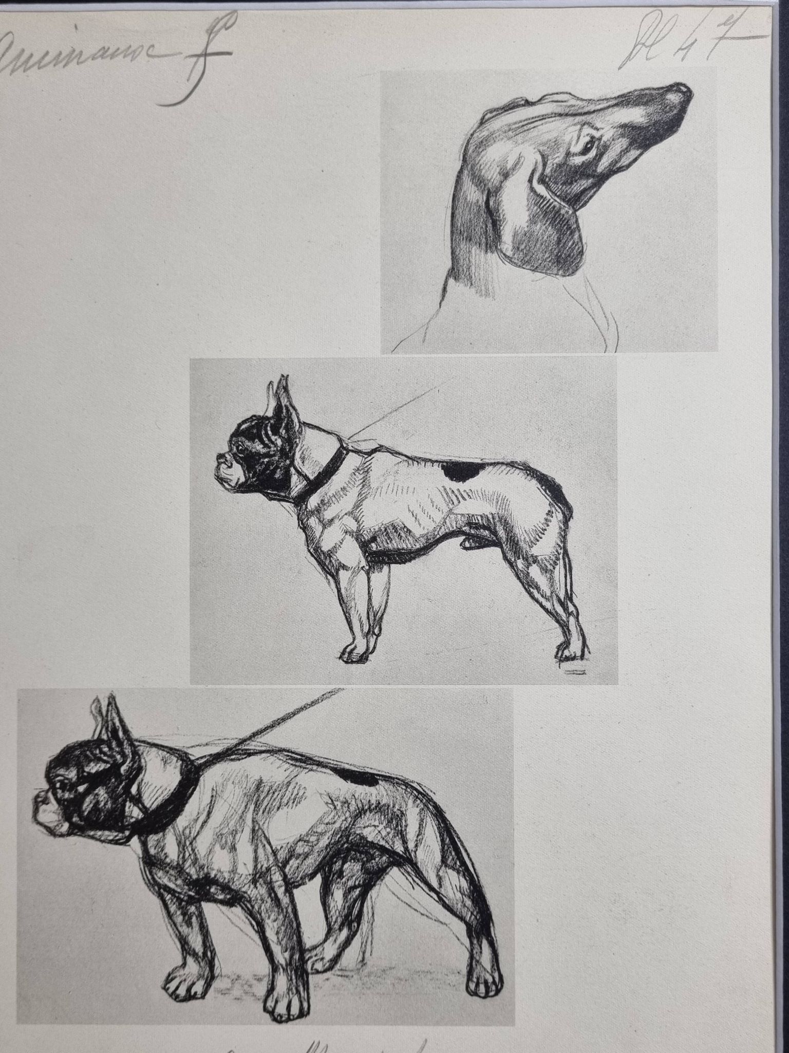 Planche illustrée, Études de chiens, signée André Margat, 1930