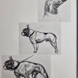 Illustrated plate, Studies of dogs, signed André Margat, 1930, 30 x 40 cm
