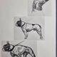 Illustrated plate, Studies of dogs, signed André Margat, 1930, 30 x 40 cm