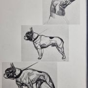 Planche illustrée, Études de chiens, signée André Margat, 1930