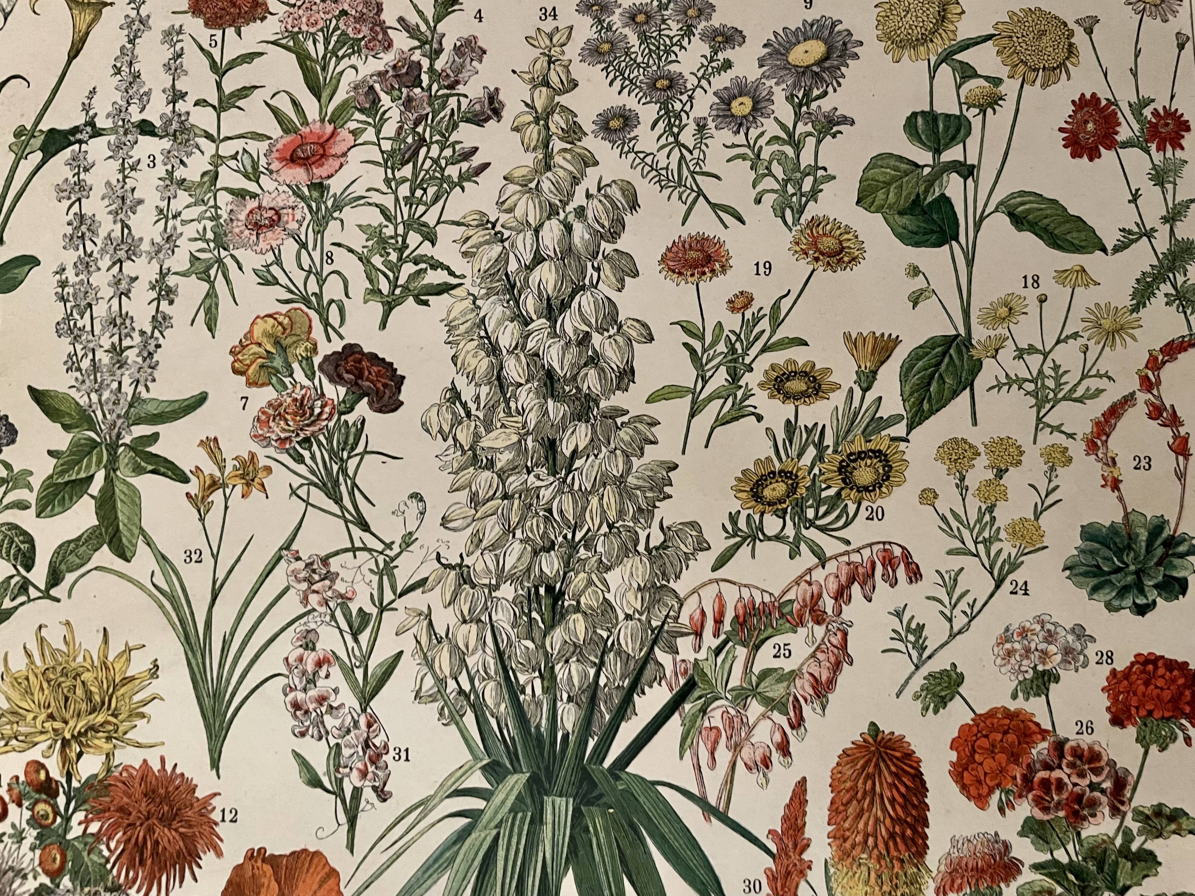 Lithograph on flowers from 1897 (amaranth)
