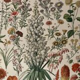Lithograph on flowers from 1897 (amaranth)