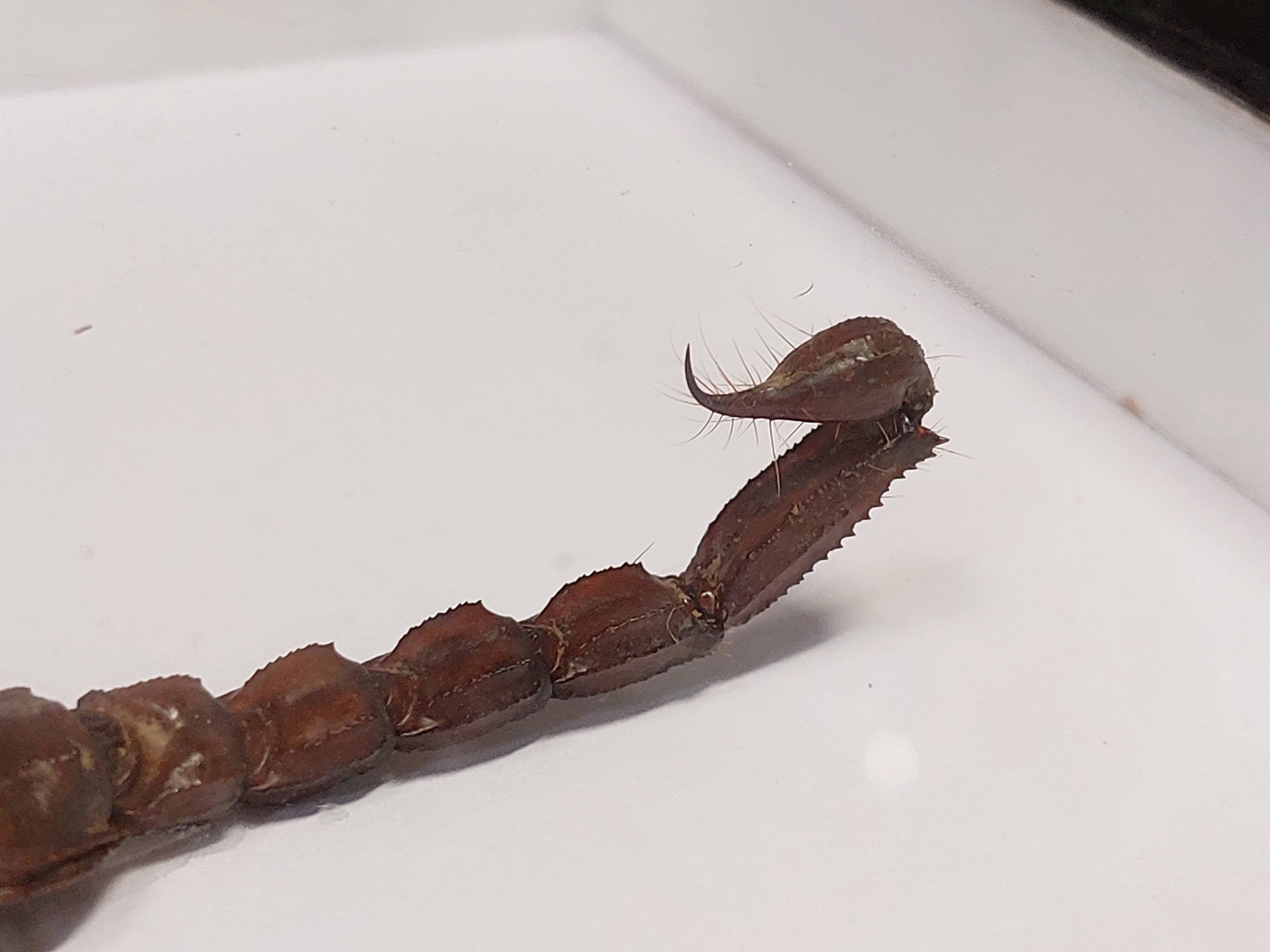 Scorpion stuffed under glass