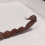 Scorpion stuffed under glass