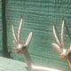 Solid brass knife holder gazelle antelope