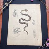 Snake poster (lithograph)