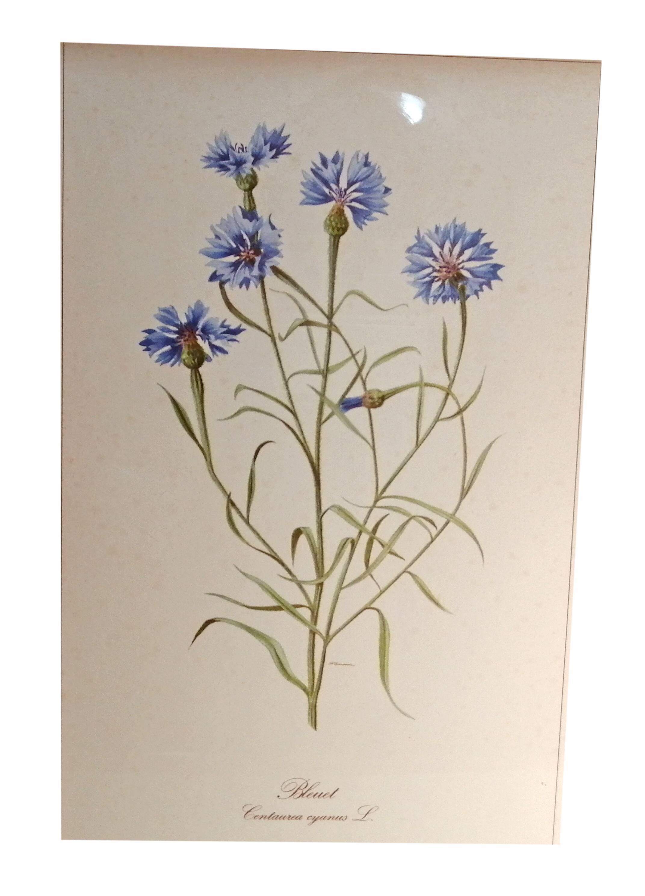 Framed botanical engraving lithography by JW Boussac - the blueberry