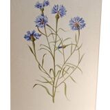 Framed botanical engraving lithography by JW Boussac - the blueberry