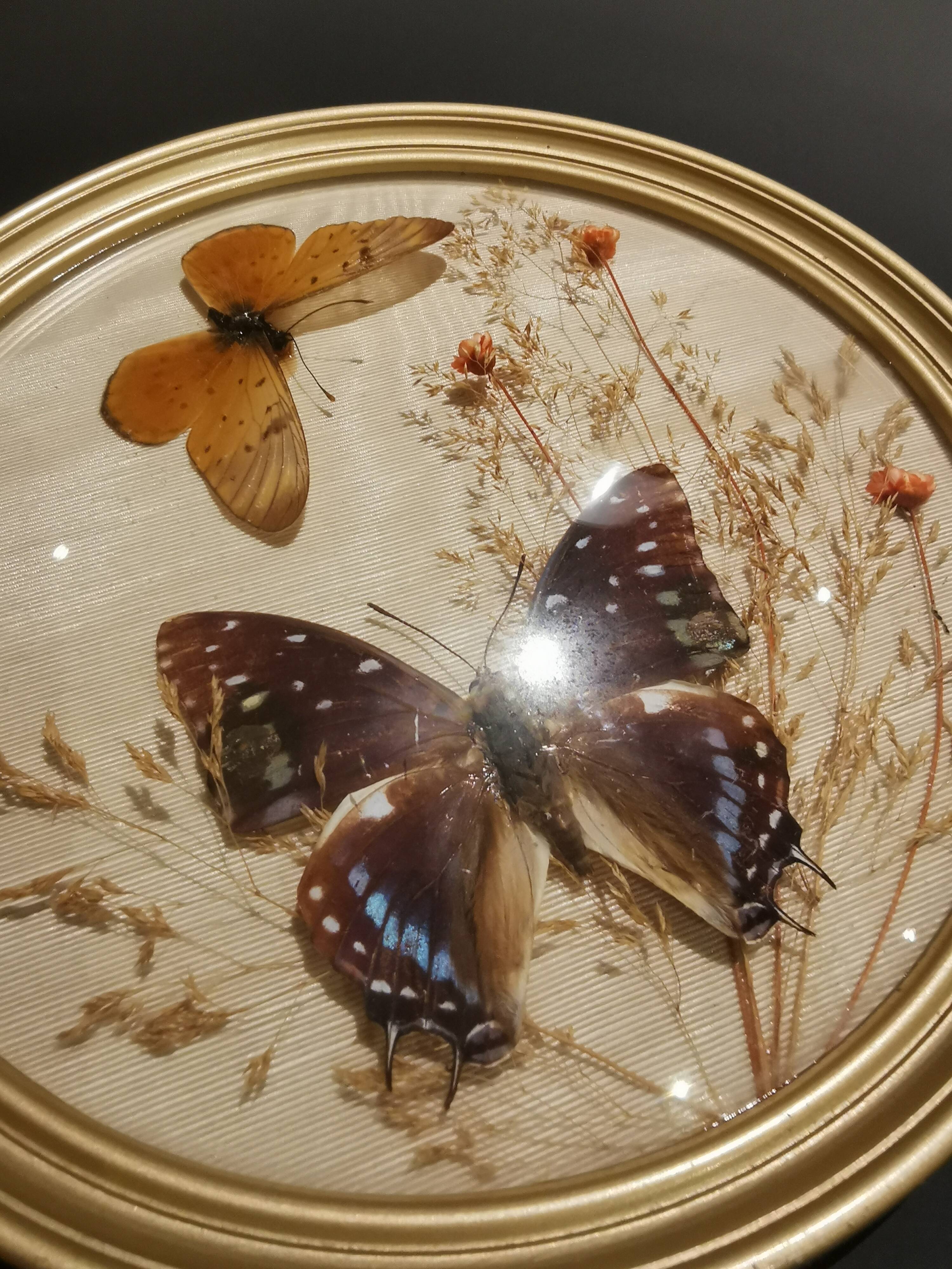 Naturalized butterfly