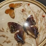 Naturalized butterfly