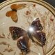 Naturalized butterfly