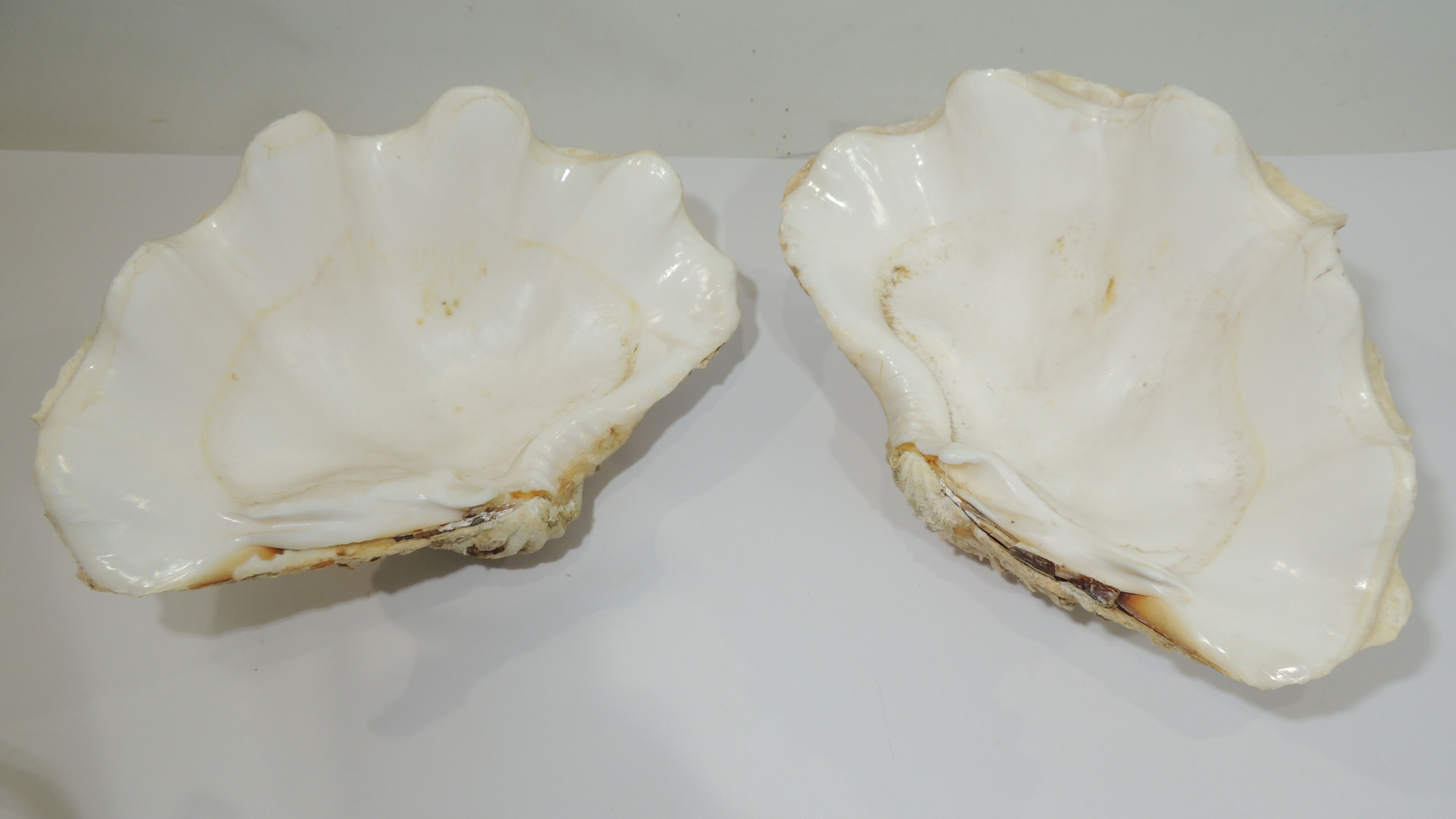 Clamshell geant/clam/Collectible shell/aquarium