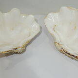 Clamshell geant/clam/Collectible shell/aquarium