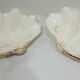 Clamshell geant/clam/Collectible shell/aquarium