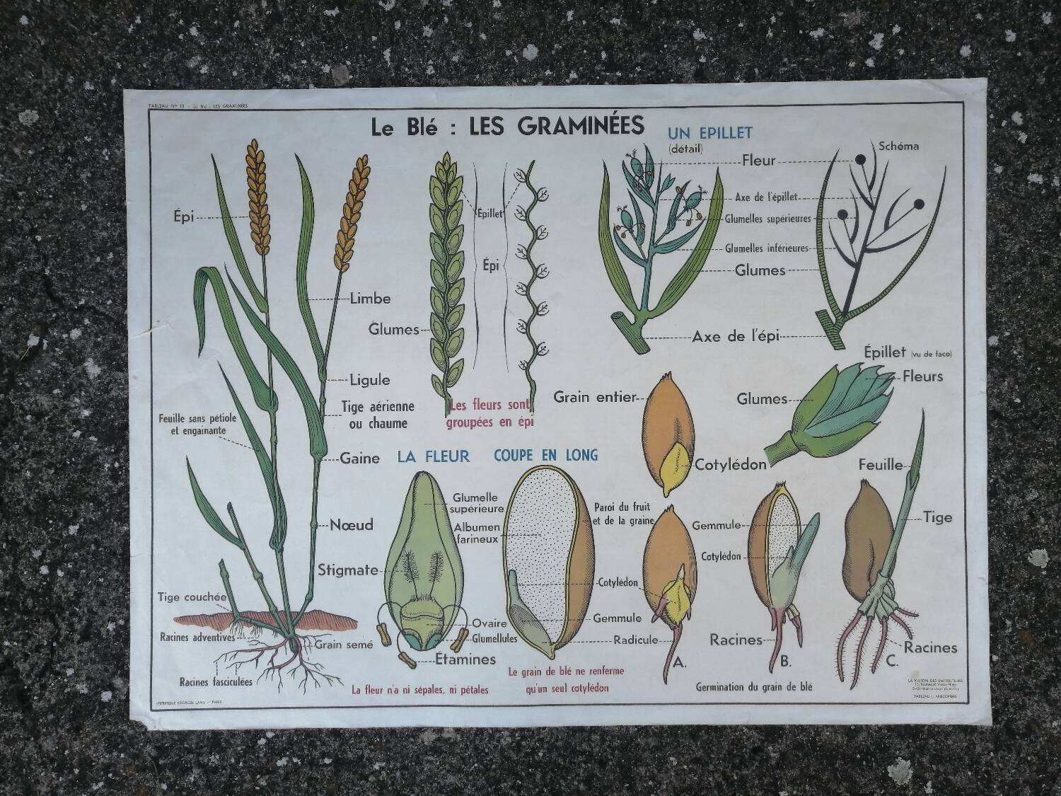 Vintage MDI school poster: Plants without flowers & Wheat, grasses.