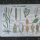 Vintage MDI school poster: Plants without flowers & Wheat, grasses.