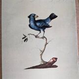 6 bird illustrations
