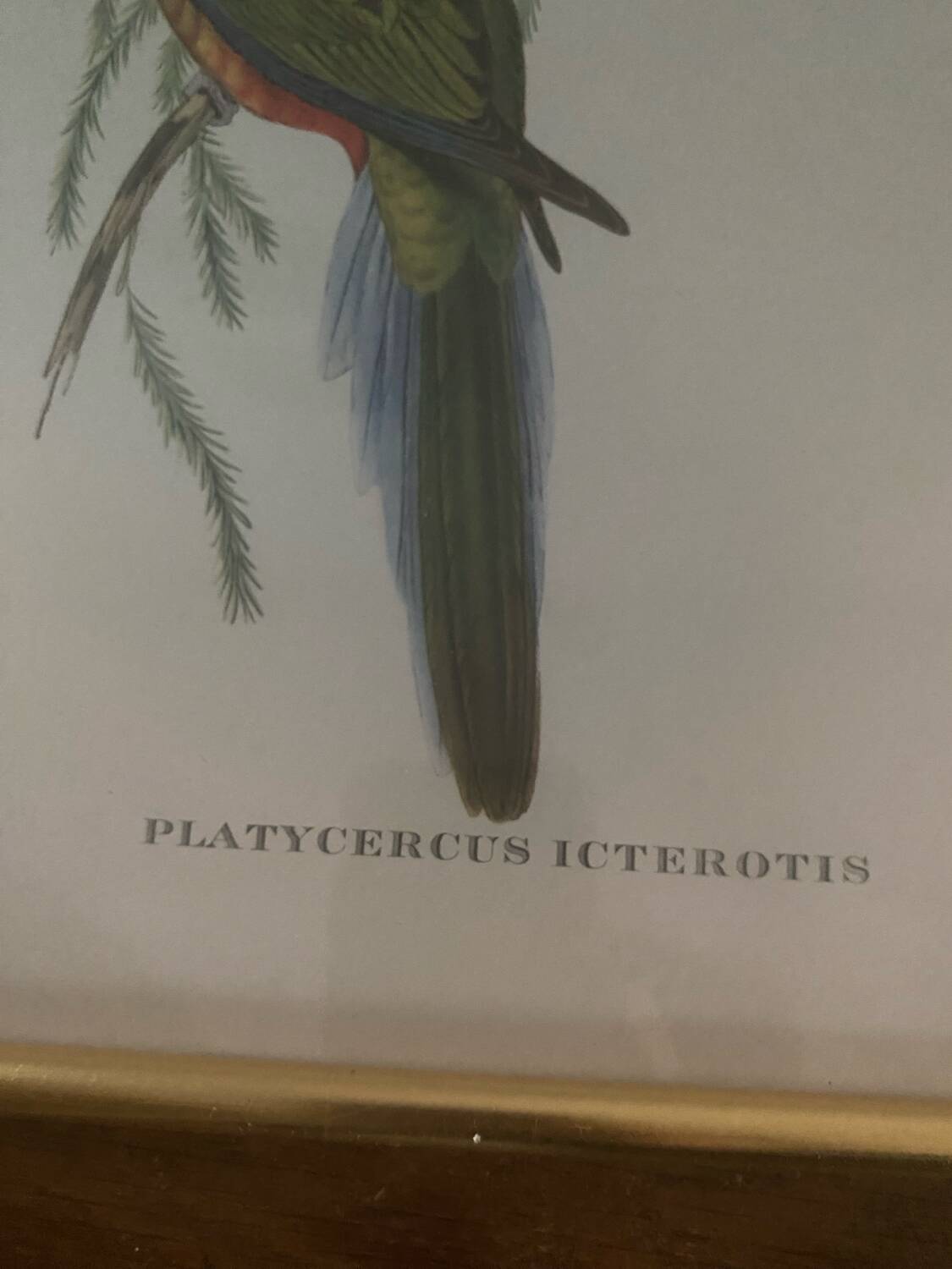 Cadre lithographie Platycercus Icterotis de J Gould & H C Richter