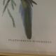 Cadre lithographie Platycercus Icterotis de J Gould & H C Richter