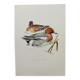Old bird plate from the 1960s - Wigeon - Ornithological animal illustration