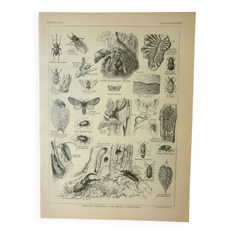 Gravure ancienne 1922, Sylviculture, insecte nuisible aux arbres • Lithographie, Planche originale