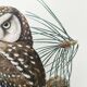Planche ancienne oiseaux Années 1960 - Chouette de Tengmalm - Hibou