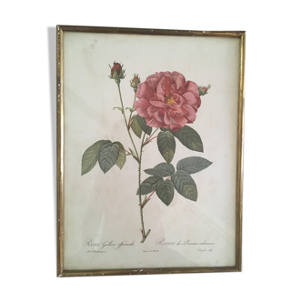 "Rosa Gallica officinalis" framed botanical board.