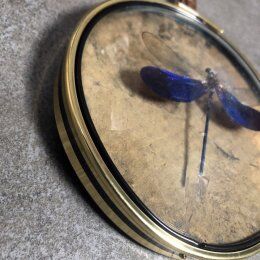 Curiosity cabinet medallion