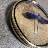 Curiosity cabinet medallion