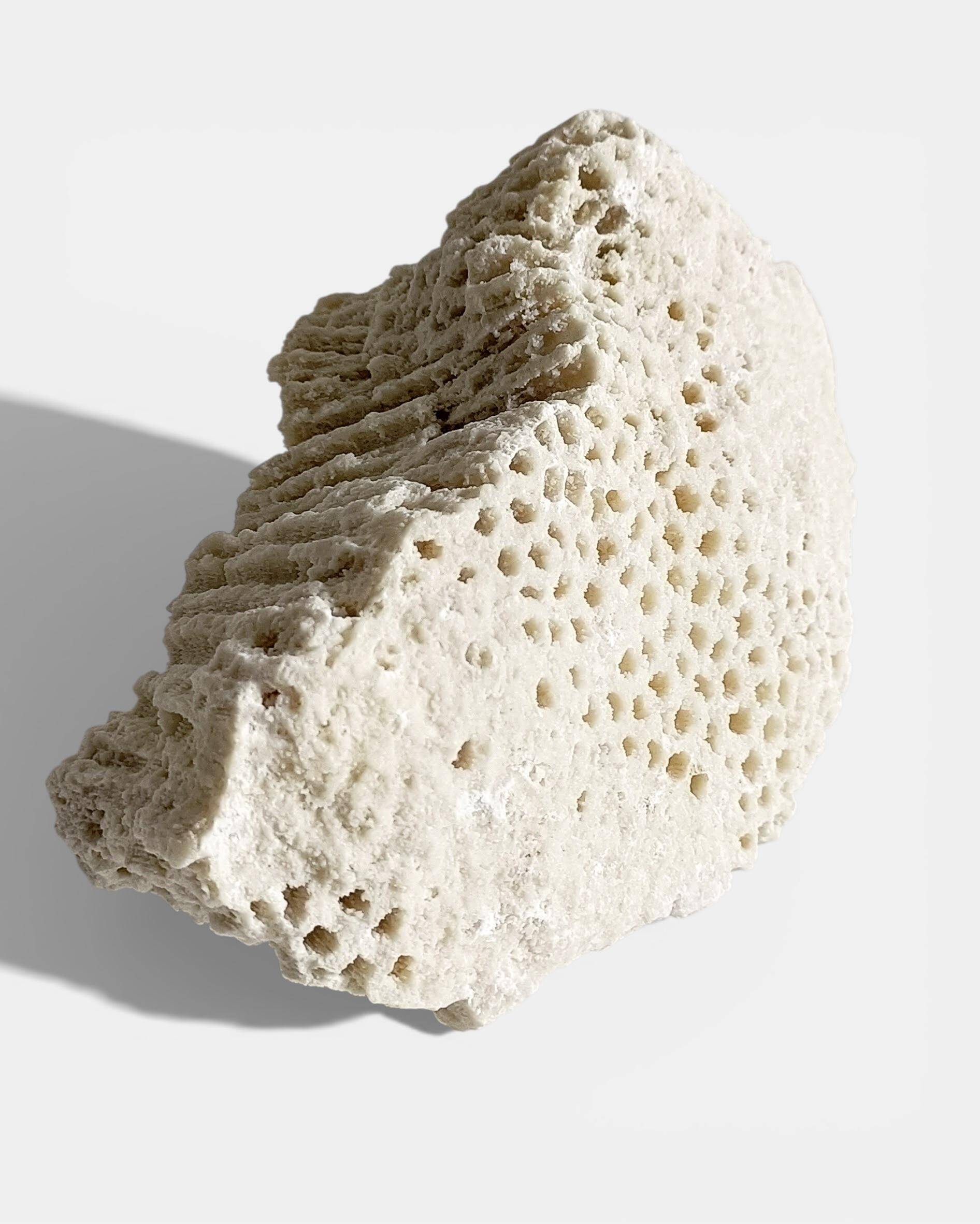 Sculptural White Coral Fossil, Organic Modern Decor from South Asia