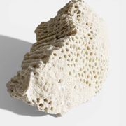 Sculptural White Coral Fossil, Organic Modern Decor from South Asia