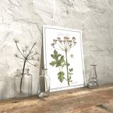 Botanical board la grande Berce