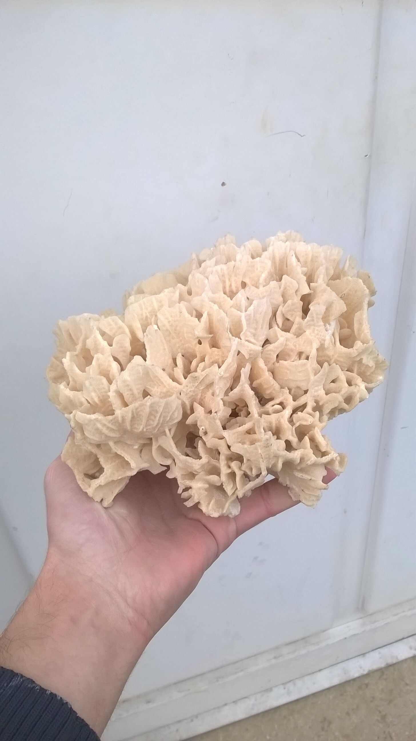 Vintage pacific coral