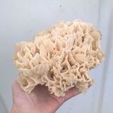 Vintage pacific coral