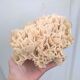 Vintage pacific coral