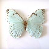 Naturalized butterfly frame