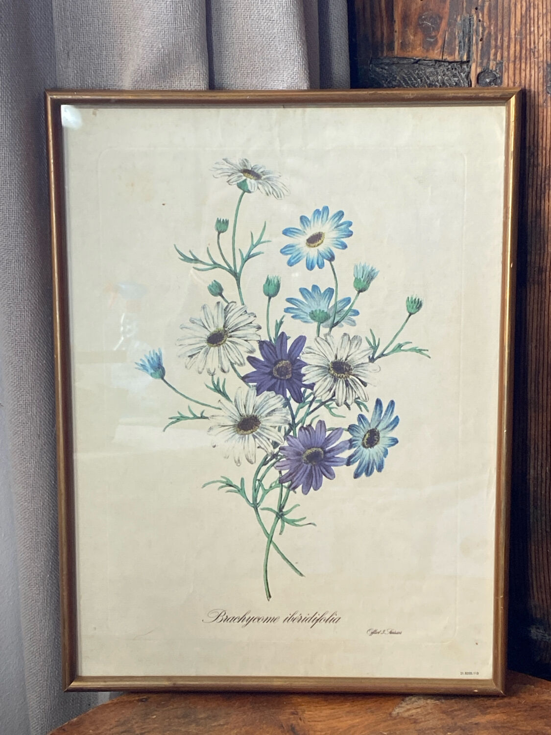 Poster, botanical plate Brachycome iberidifolia